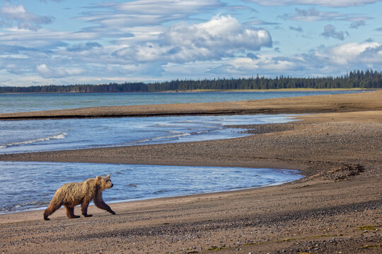 Alaskan brown bear walking the beach, Lake Clark National Park and Preserve, Alaska.