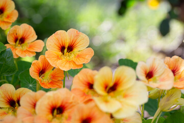 Nasturtium Seeds, Variety Tip Top Apricot, Dwarf Indian Cress, Tropaeolum Majus,  Edible Annual Flowers, Macro Closeup Pistil and Stamen