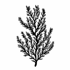 Obraz premium Vintage Botanical Seaweed Illustration: Black and White Coastal Art with Mediterranean-Inspired Patterns