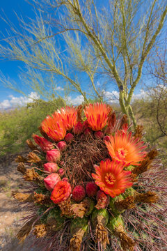 Bright orange or red flowers of a barrel cactus in the Sonoran Desert.