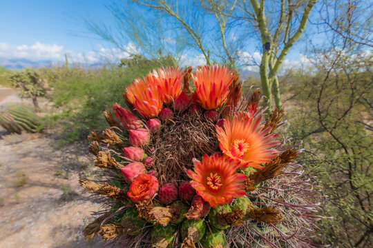 Bright orange or red flowers of a barrel cactus in the Sonoran Desert.