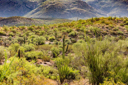 Typical scene in the Sonoran Desert of southern Arizona.