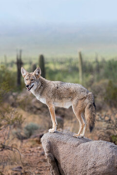 A coyote takes advantage of a rock to gain a better view.