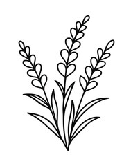 Outline Lavender Plant Illustration