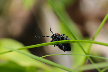 不器用に細い草葉を移動するアカハネムシの成虫（晴天下自然光マクロ撮影）