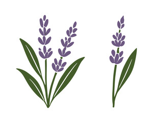 Lavender Flower Set Vector Illustration