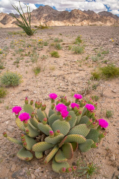 USA, California. Blooming beavertail cactus and Chocolate Mountains.