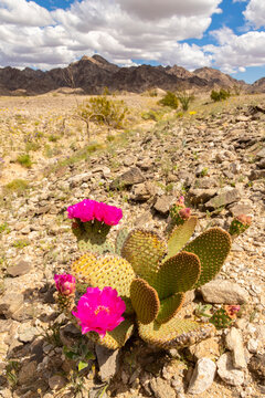 USA, California. Blooming beavertail cactus and Chocolate Mountains.