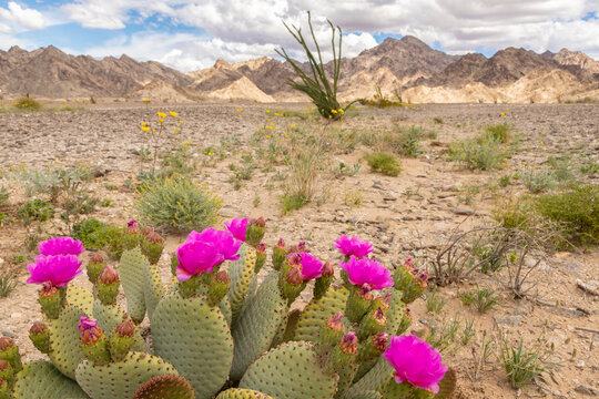 USA, California. Blooming beavertail cactus and Chocolate Mountains.