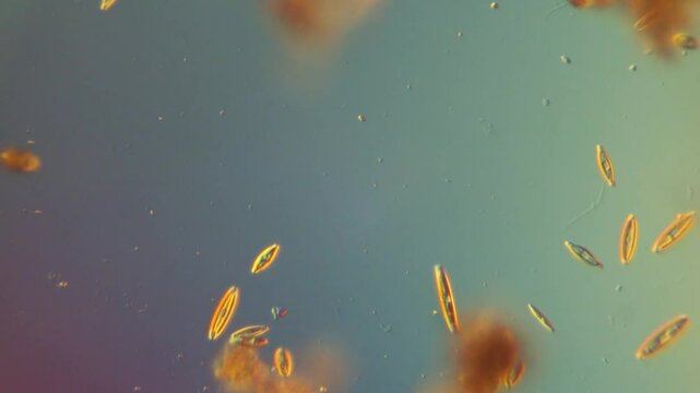 Freshwater diatoms glide in pond water - 400x magnification DIC microscope