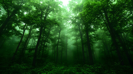 Fototapeta premium Enchanting misty forest, lush green canopy, sunlight filtering through trees, mysterious woodland scene.
