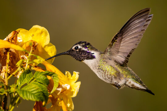 Costas hummingbird in Pam Springs, California, USA