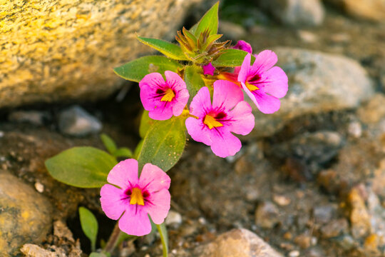 USA, California, Anza Borrego Desert State Park. Bigelow's monkey flower blossoms