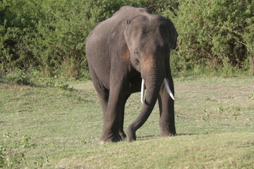 Obraz premium Elephants and tuskers in Kadulla National Park, Sri Lanka 