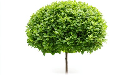 Fototapeta premium isolated topiary tree against white background exhibiting intricate leaf arrangement and manicured spherical shape representing nature's artistry