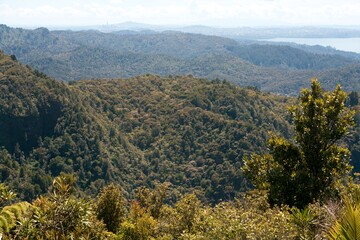 Landscape of the Waitākere Ranges Regional Park – Lush Native Forest in West Auckland, New Zealand