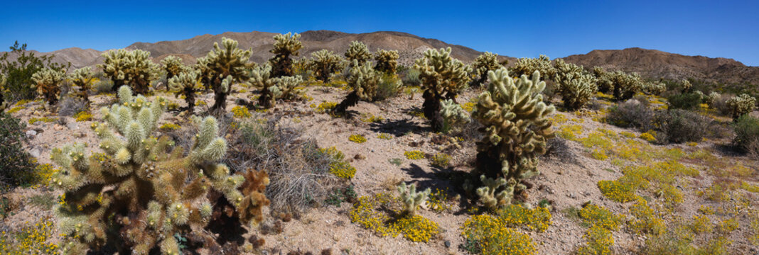 Springtime in Fargo Canyon, California