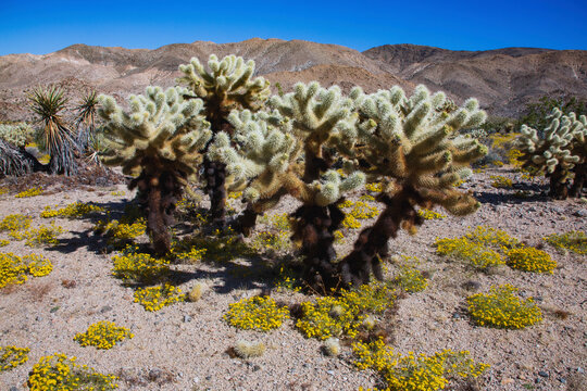 Springtime in Fargo Canyon, California