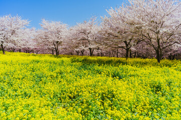 満開の赤城南面千本桜の菜の花