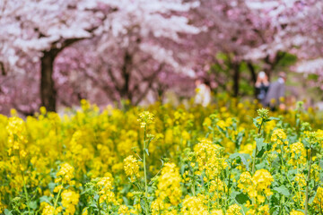 Obraz premium 満開の赤城南面千本桜の菜の花