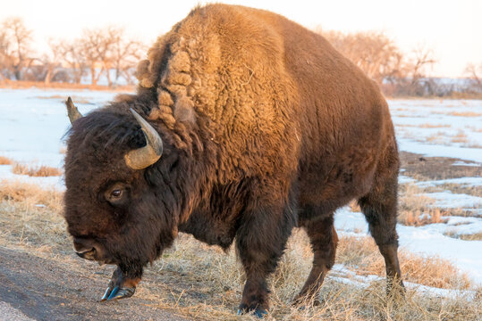 USA, Colorado, Denver. Bison grazing edge of auto tour road Rocky Mountain Arsenal NWR.