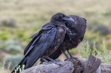 Two ravens preening each other on a log