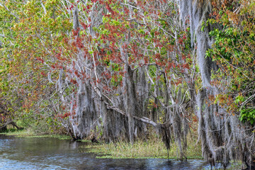 Shoreline of Blue Cypress Lake in early spring with red maple blossoms and Spanish moss, Florida