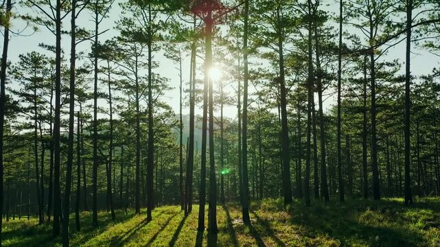 DA LAT, VIET NAM. Trail winding through a quiet pine forest with dappled sunlight