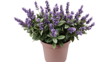 Potted Lavender Plant: A serene arrangement featuring a lush, purple lavender plant in a terracotta pot, exuding a calming aroma and adding a touch of natural beauty to any space.