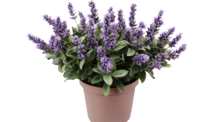 Potted Lavender Plant: A serene arrangement featuring a lush, purple lavender plant in a terracotta pot, exuding a calming aroma and adding a touch of natural beauty to any space.