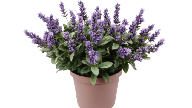 Potted Lavender Plant: A serene arrangement featuring a lush, purple lavender plant in a terracotta pot, exuding a calming aroma and adding a touch of natural beauty to any space.