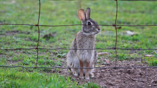 Close-Up: Adorable Eastern Cottontail Sitting Upright Perfect Detail