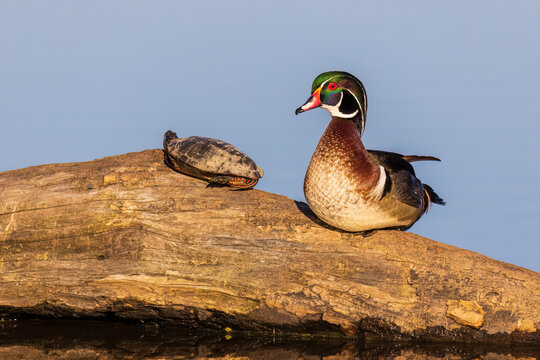 Wood duck male on log with painted turtle in wetland, Marion County, Illinois.