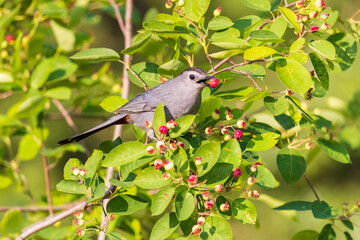 Gray catbird eating serviceberry, Marion County, Illinois.
