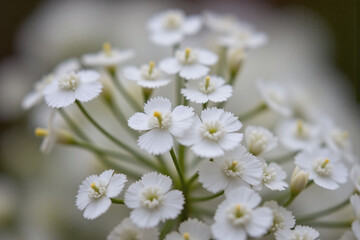 Obraz premium bunch of white babys breath flowers in a vase