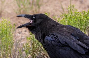 Raven calling from desert brush with open beak