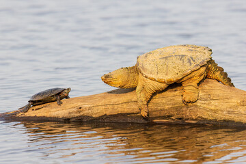 Common snapping turtle on log with painted turtle in wetland, Marion County, Illinois.