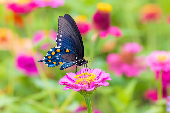 Pipevine swallowtail on zinnia, Marion County, Illinois.