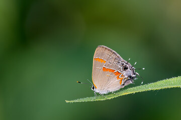 Red-banded hairstreak, Stephen A. Forbes State Park, Marion County, Illinois.