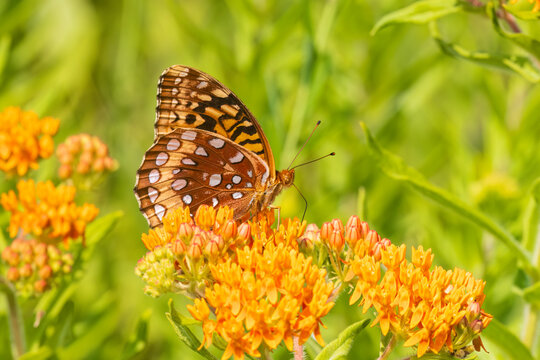 Great spangled fritillary on butterfly milkweed, Marion County, Illinois.