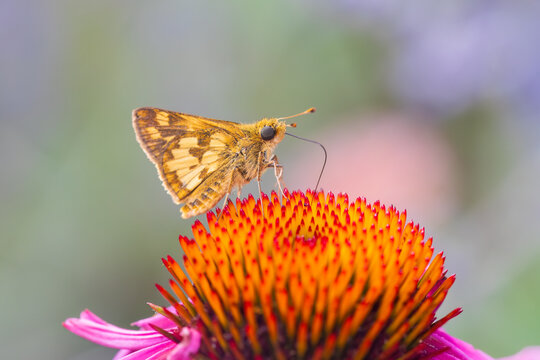 Peck's skipper on purple coneflower, Marion County, Illinois.