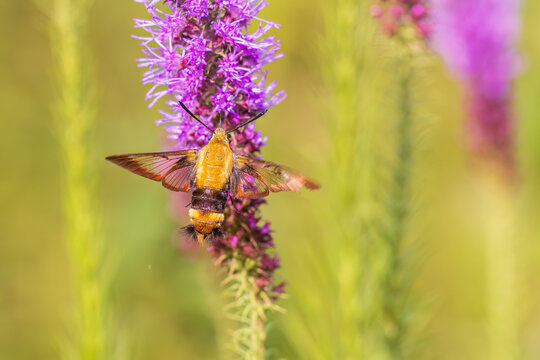 Snowberry clearwing moth on prairie blazing star, Effingham County, Illinois.