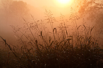 Tall grass stems silhouetted on foggy sunrise, Oldham County, Kentucky