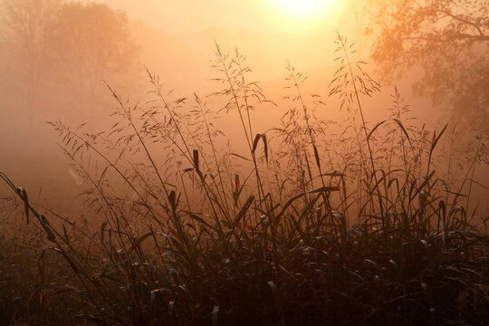 Tall grass stems silhouetted on foggy sunrise, Oldham County, Kentucky