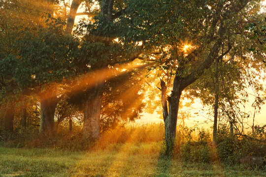 Sunlight filtering through trees, Oldham County, Kentucky