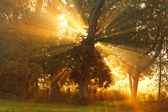 Sunlight filtering through trees, Oldham County, Kentucky