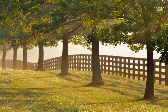 Black fences on horse farm at sunrise on foggy morning, Oldham County, Kentucky