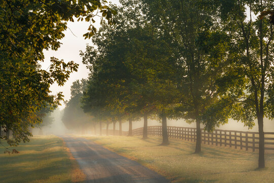 Roadway and fences on horse farm at sunrise on foggy morning, Oldham County, Kentucky