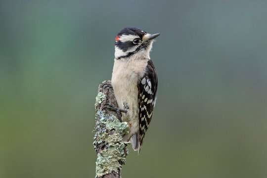 Male Downy woodpecker, Kentucky
