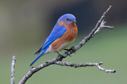 Male Eastern bluebird, Kentucky